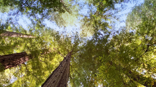 Responding as a Buddhist to the environmental crisis