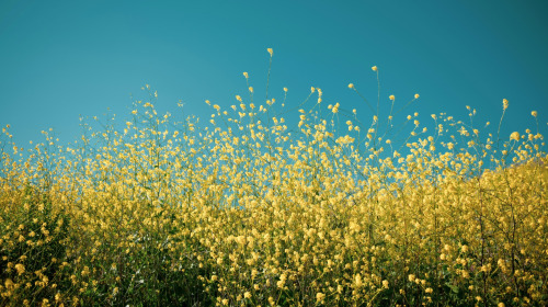 Mandala offering is a process